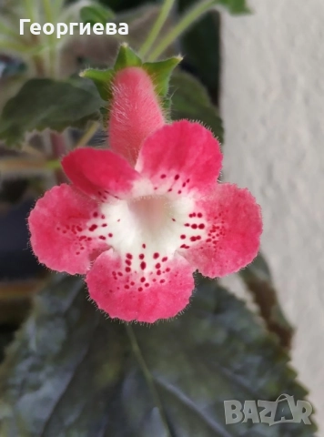 колерия растения и ризоми , снимка 16 - Стайни растения - 51619779