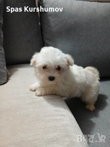 Продавам малтийска болонка, снимка 3 - Болонка - 52892797