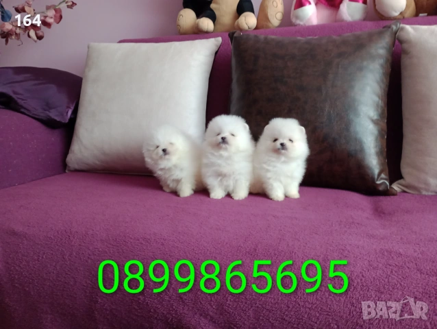 Бели мини Померани. Реални снимки !!! , снимка 4 - Померан - 53808325