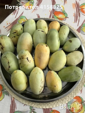 Асимина -Пау - Пау, снимка 2 - Градински цветя и растения - 51686601