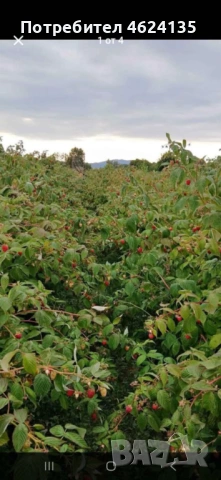 Продавам разсад ягоди и малини , снимка 12 - Сортови семена и луковици - 53738570