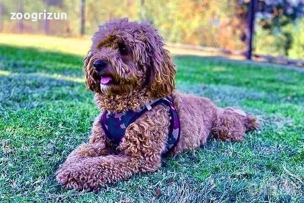 Малки кавапу пудели, снимка 14 - Пудели - 51641128