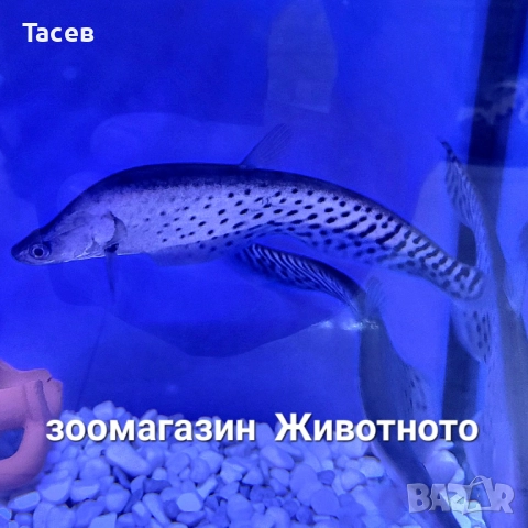 Chltala blanci 16см