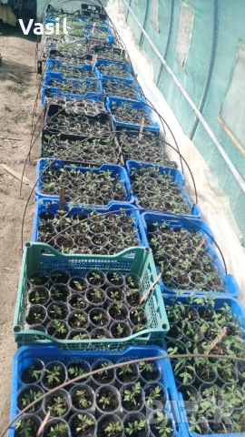 Предлагаме разсад . Ръгби.Розова Магия.Меделина .Наслада .И много други 0.70цента, снимка 2 - Разсади - 53813782