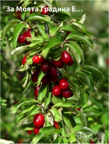 Дрян-Панчаревски Дрян , снимка 2 - Градински цветя и растения - 53634895