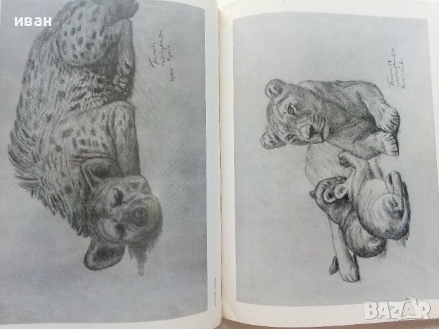 Албум с рисунки " Washington Zoo" - Атанас Тасев - 1976г., снимка 6 - Колекции - 41942182
