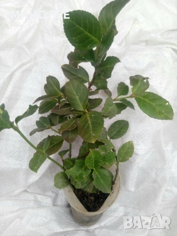 Евонимус   „Изумрудено злато“, снимка 2 - Градински цветя и растения - 52120068