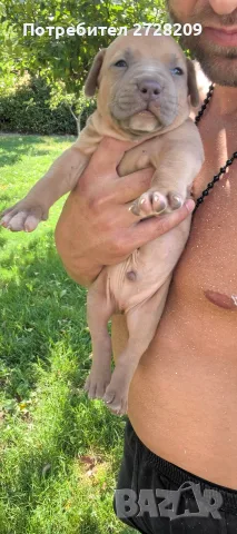 Американско Були Хл/American Bully XL , снимка 12 - Питбул - 55891222