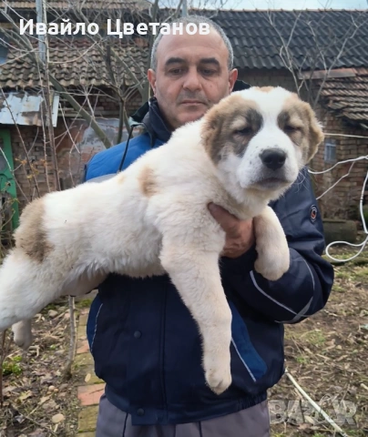 Алабай, снимка 2 - Алабай - 53609948