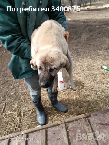 Женско обезпаразитено кангалче