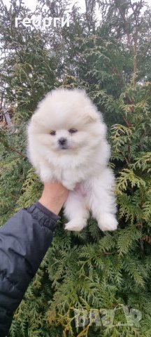 Померен , снимка 3 - Померан - 35755799