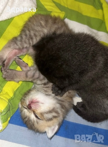 Британски късокосмести котенца, снимка 6 - Британска късокосместа - 43550866