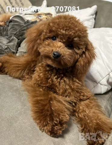 Той пудел, снимка 8 - Пудели - 53082817