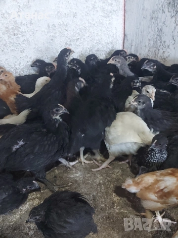 Черен австралорп, кафяв и черен доминант., снимка 3 - други­ - 53830777