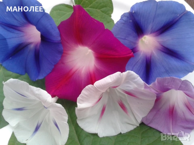 ИПОМЕЯ - 6 ЦВЯТА