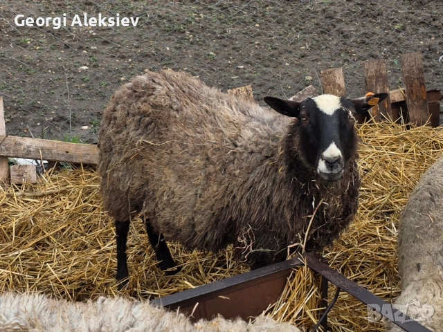 Романовски овце, снимка 2 - Овце - 53627321