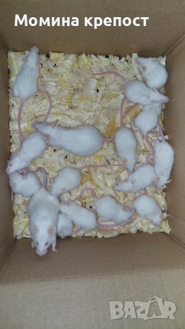 Бели мишки/мъжки, женски пол/                                                                       , снимка 1 - Други - 44275543