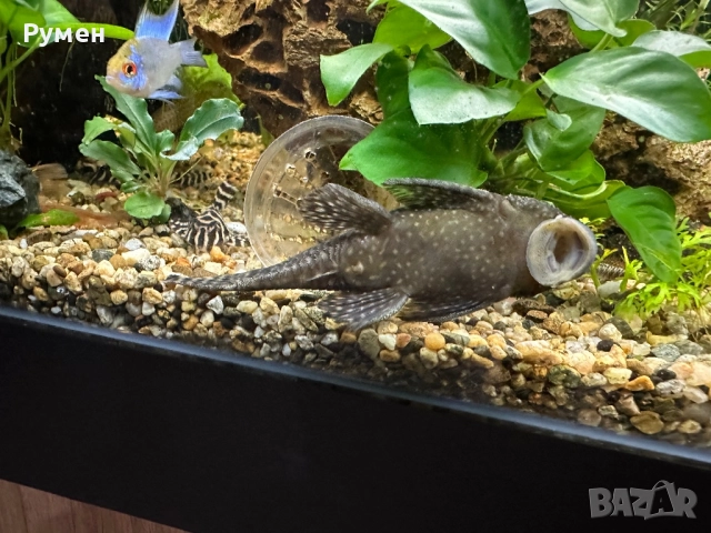 продавам обикновени анцитруси, снимка 4 - Рибки - 52859792