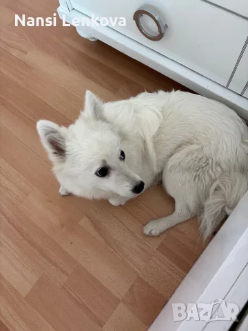 🐶 Продавам немски шпиц – 8 месеца ❤️ Продавам женско кученце от породата немски шпиц, на 8 месеца, , снимка 2 - Немски шпиц - 56208412