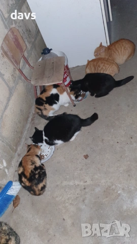 Черна котка на 6 месеца търси дом, снимка 8 - Други - 53116660