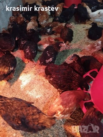 продавам пилета, снимка 3 - Кокошки и пуйки - 52823505