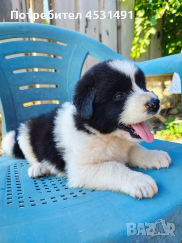 Българско овчарско куче , снимка 1