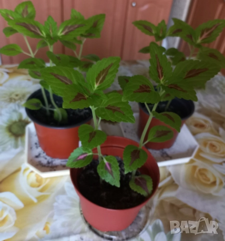 Цветя, снимка 4 - Стайни растения - 52071194