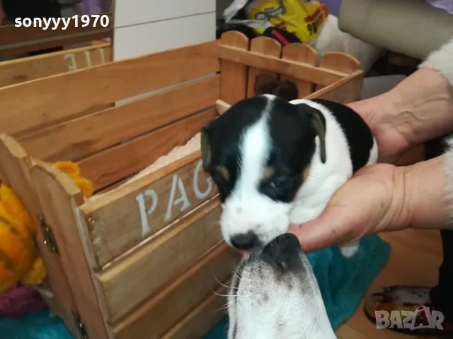 ДЖАК РЪСЕЛ ТЕРИЕР-БЕБЕТА РОДЕНИ НА 19-ТИ ДЕКЕМВРИ 0202251953, снимка 10 - Джак ръсел териер - 48934625