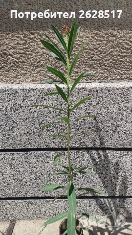 Бял и розов олеандър зокум височина 60 сантиметра, снимка 6 - Стайни растения - 51524471