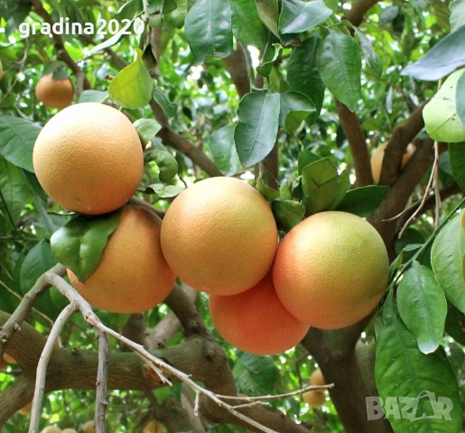 Грейпфрут – цитрусово дърво с ярък характер и изключителен аромат, снимка 2 - Разсади - 52715550