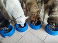 Премиум храна за кучета и котки!, снимка 4