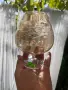 Слънчеви конячени чаши, снимка 9