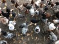 Катунски кокошки и петли , снимка 1 - Кокошки и пуйки - 41337210