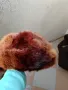 Продавам кожух от естествена агнешка кожа с яка от естествен косъм от каскада Лисица и шапка , снимка 9