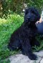 Черен руски териер/КГБ/, снимка 3