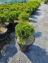 Кълбовидна туя "Даника", снимка 2