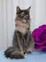Котенца Мейн-Кун , снимка 4