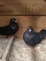 чифт гълъби на въртене дрезгави на глас , снимка 1