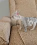 Френски булдог !!!, снимка 7