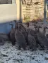 Токачки / на 3месеца/, снимка 2