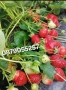 Разсад ягоди целогодишни , снимка 2