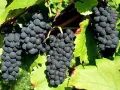 Продавам грозде – Винени сортове -  Памид,Каберне совиньон,Мускат отонел., снимка 3
