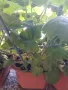 Мушкато,дърво на живота,Шефлера  и др.растения готови за декорация и подарък, снимка 12
