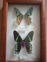 Колекция пеперуди, снимка 2