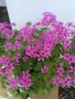 Детелина  студоустойчива  розов и бял цвят, снимка 1 - Градински цветя и растения - 40803577