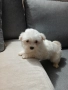 Продавам малтийска болонка, снимка 3
