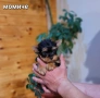 Мини йоркширски териер, снимка 2