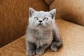 британски късокосмести котета, снимка 1 - Британска късокосместа - 42253777