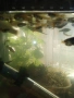 Рибки гупи, снимка 1