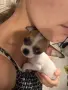 Чихуахуа търси новото си любящо семейство, снимка 1